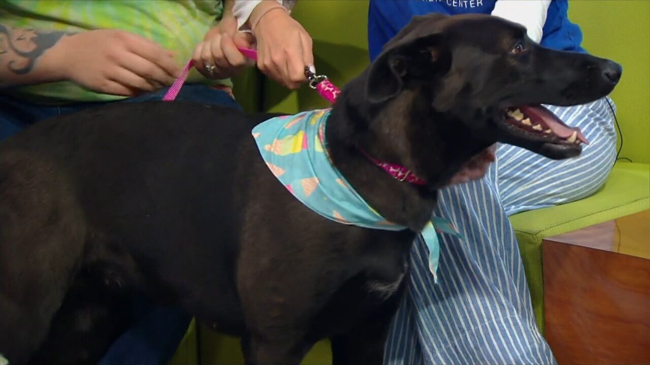 3 Plus Your Pets- Pet Placement Center